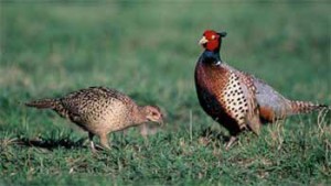 phasianus-colchicus