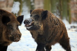 wildboar-400x267