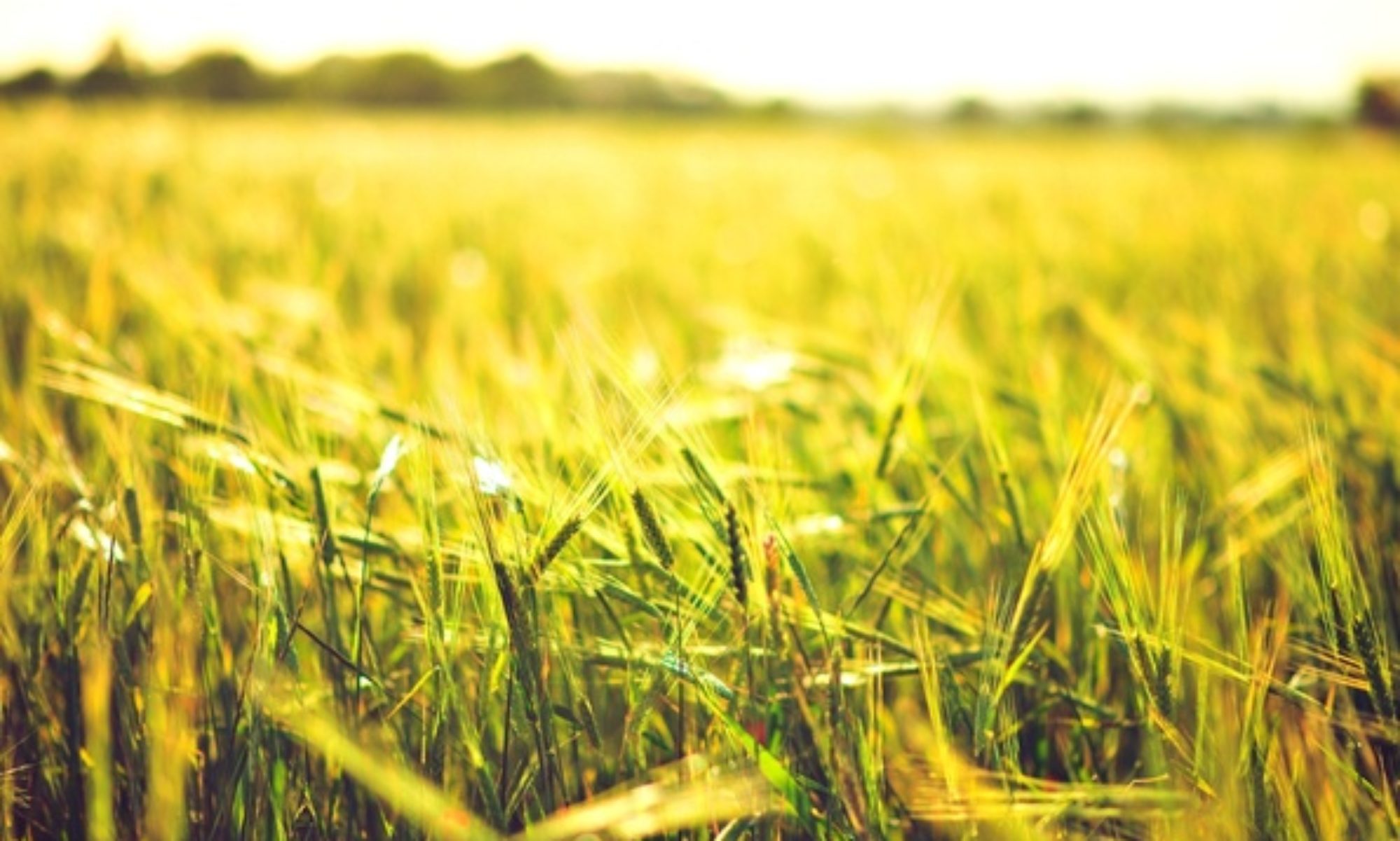 Устойчиво земеделие