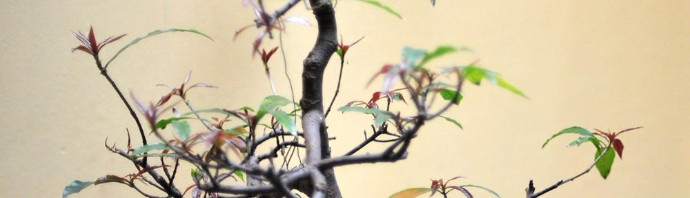 ЦПЛР-Ученическо общежитие гр. Перник