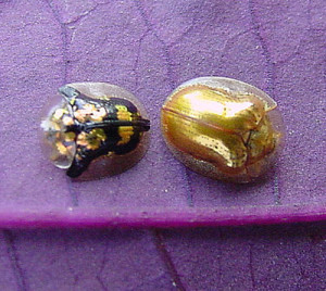 twotortoisebeetles