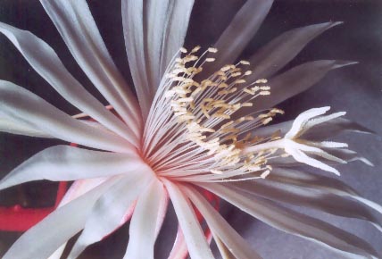 epiphyllum