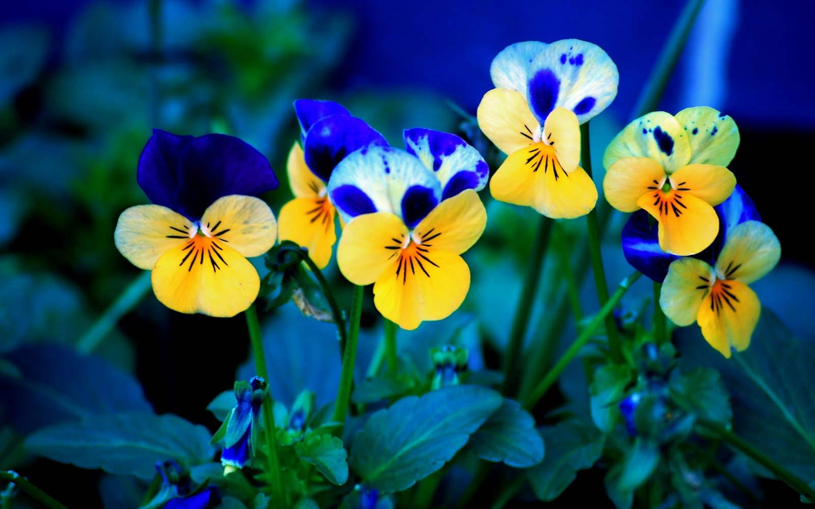 yellow-blue-flowers-winter-flowers-wallpapers