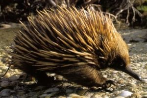 553-echidna