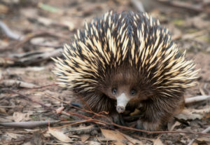 echidna2-f68d0e25e7de50adca2f53fb31c6ccbbb1479c31a52e080e9d4f000a25dcd483