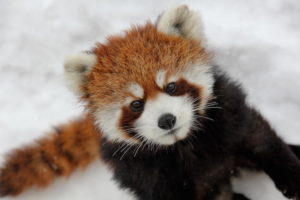 redpanda01