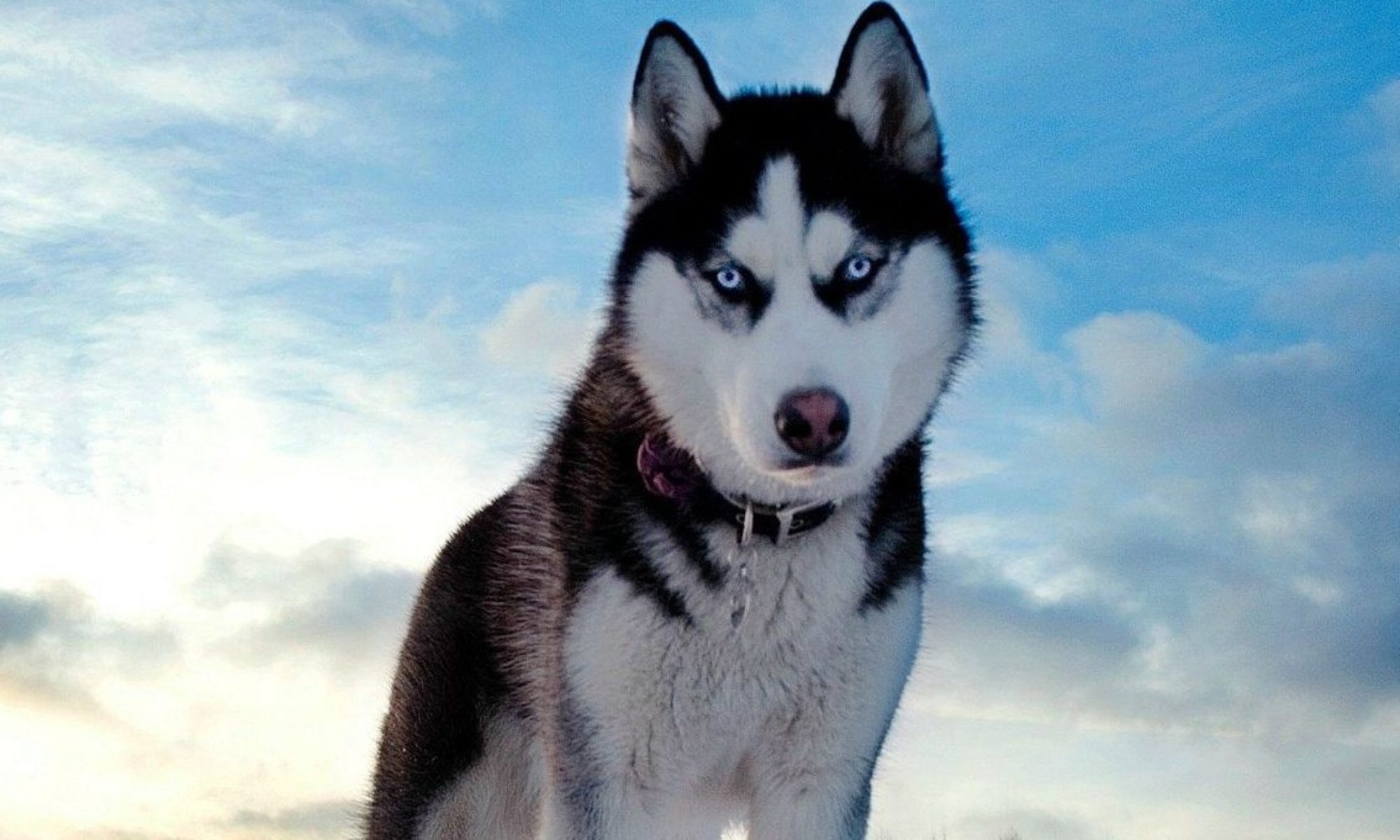 Домашни любимци