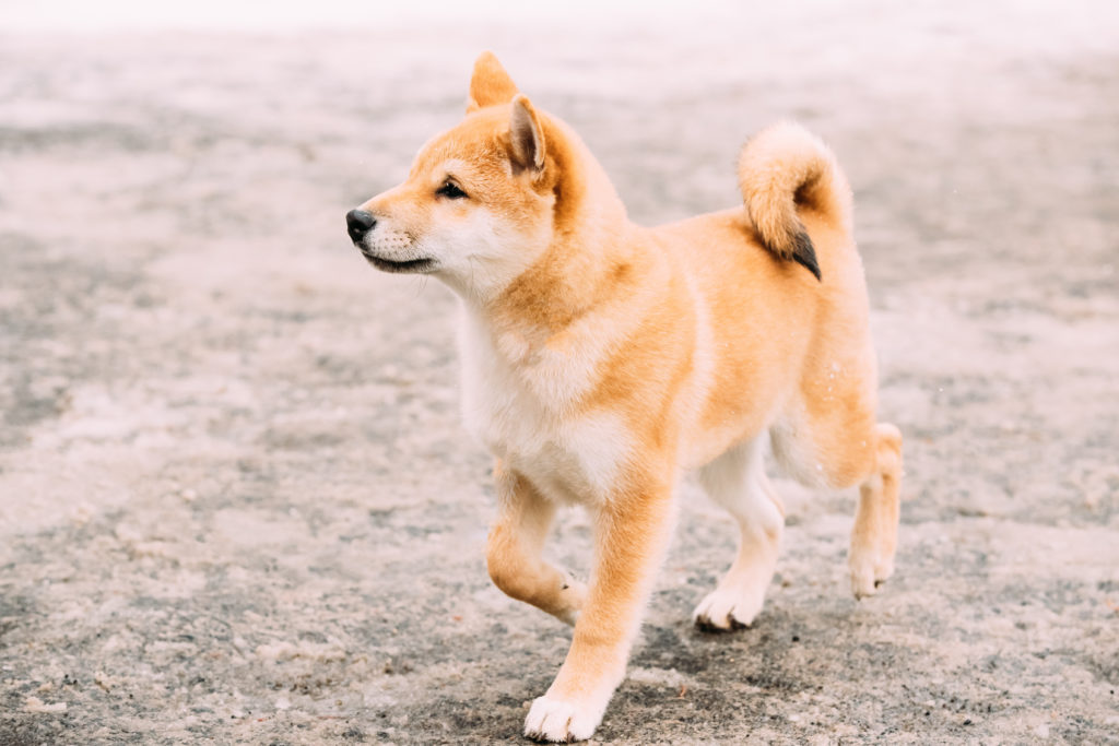 shiba-inu-temperament-and-personality_canna-pet-1024x683 Shiba Inu Coin (SHIB): Интересни факти и визуални материали